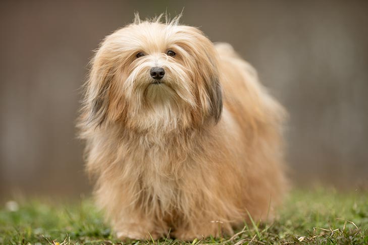 تصویر هاوانیز (Havanese)